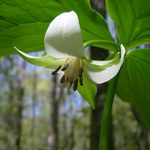 Lard, or the Origin of Remedy: Flash Fiction
