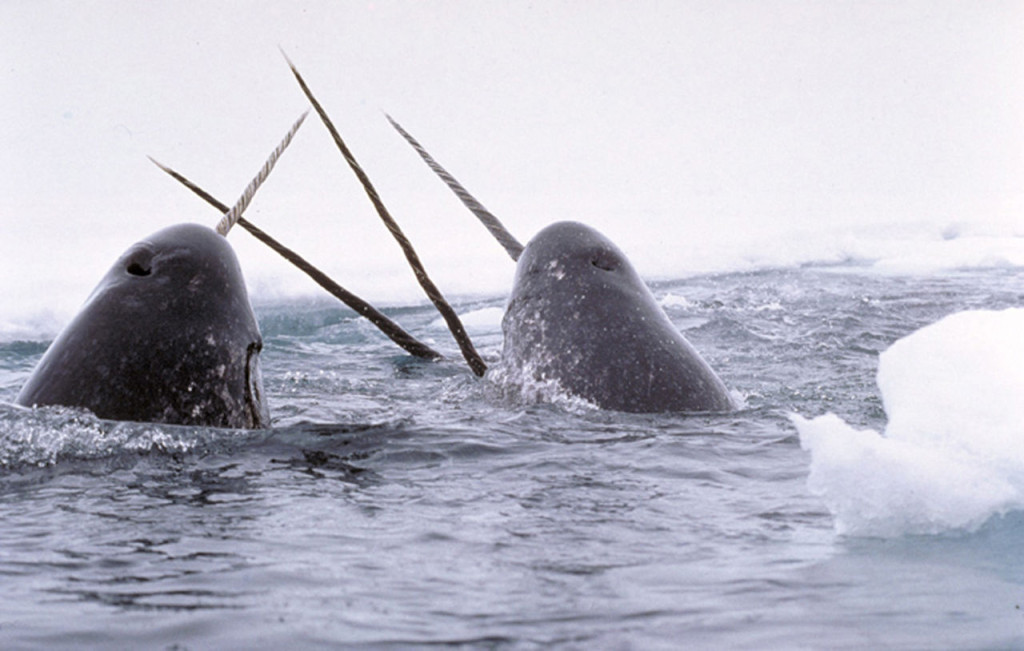 1280px-Narwhals_breach