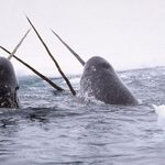 World of Wonder: Narwhals