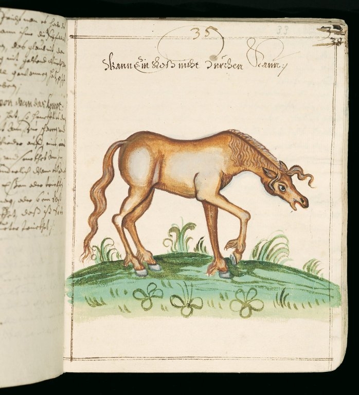 horse2