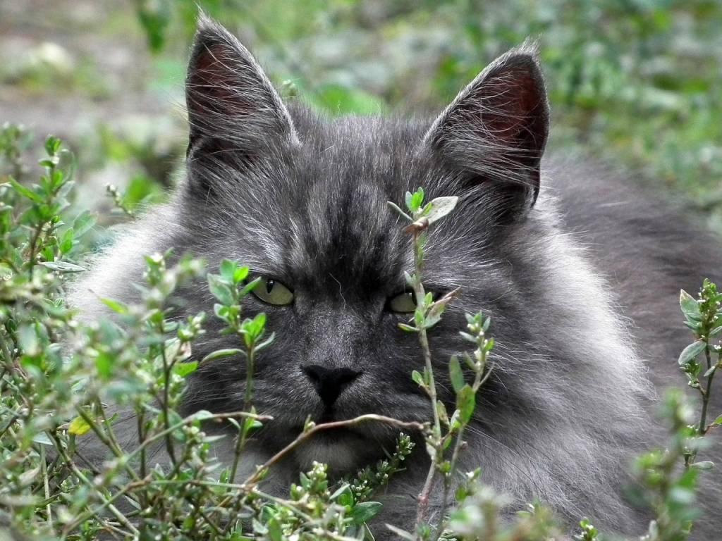 cat-194858_1280