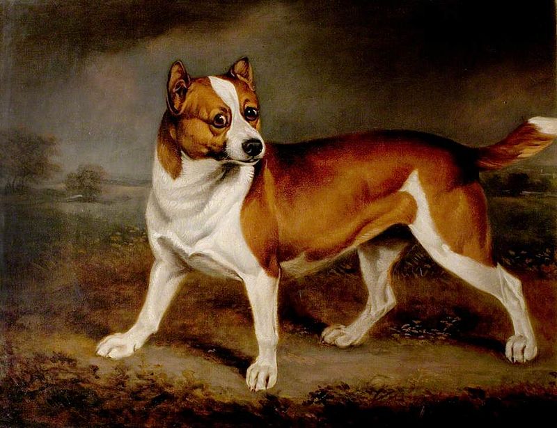 dogs16