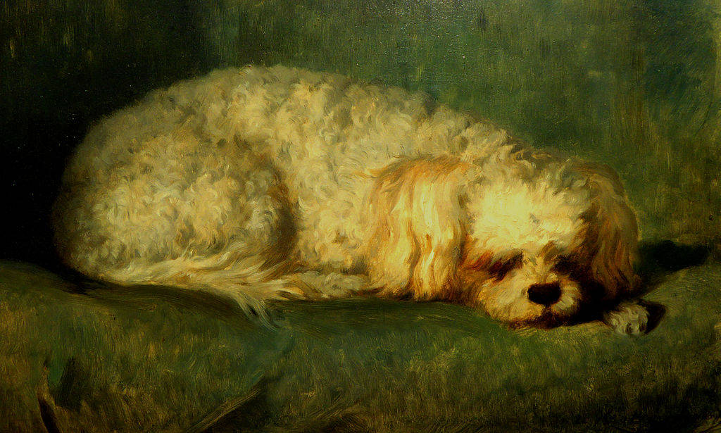 dogs17