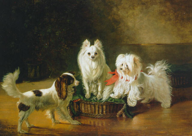 dogs9