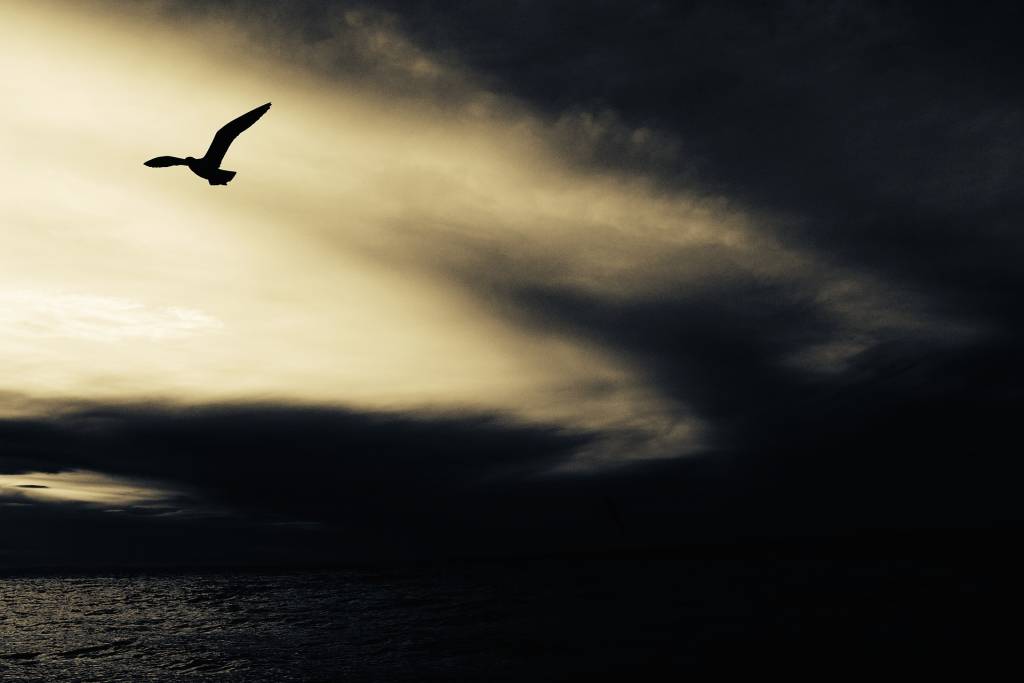 seagull-768785_1920