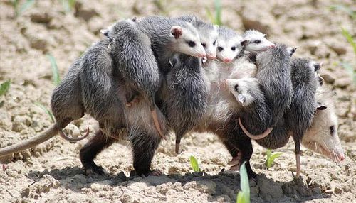 possum3
