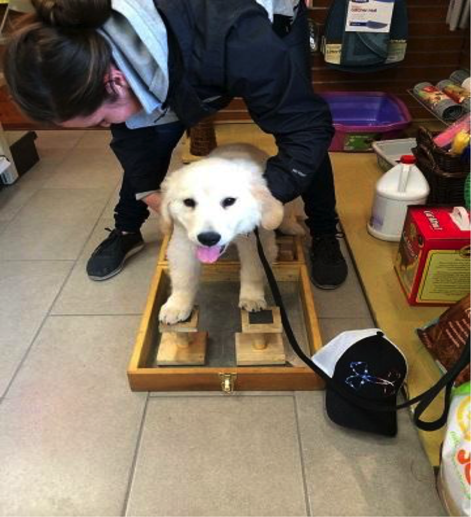 Belle beginning her "stacking" training, part of becoming a balance dog.