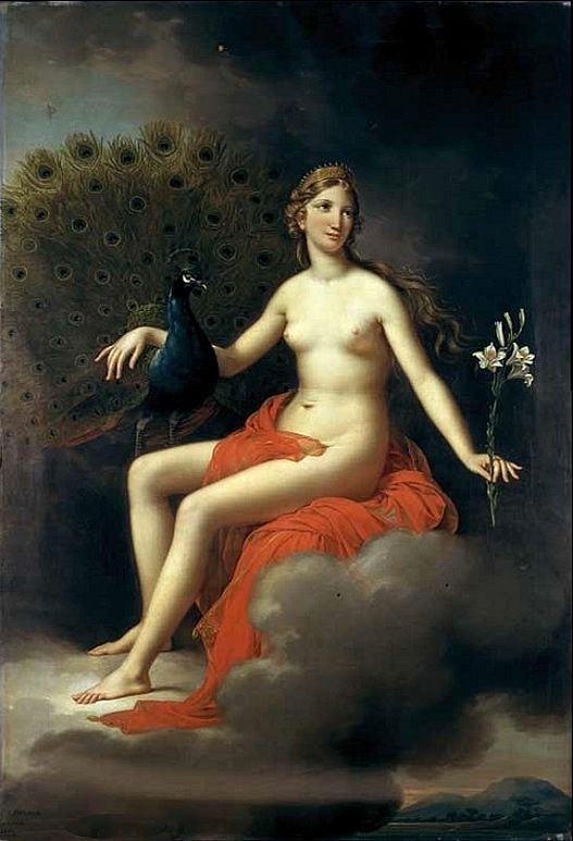 peacock4