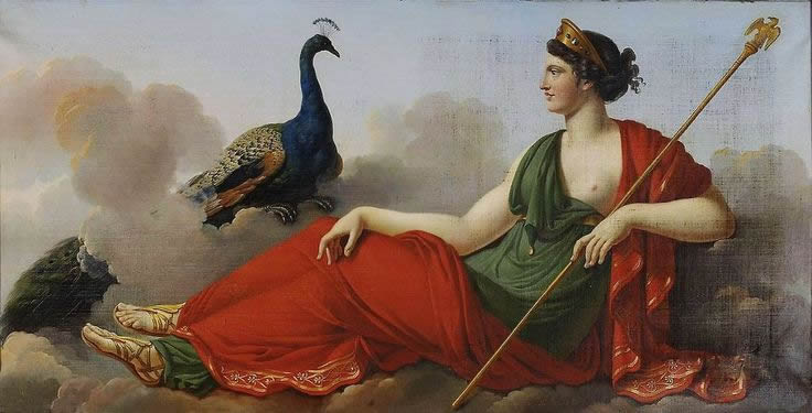 peacock5